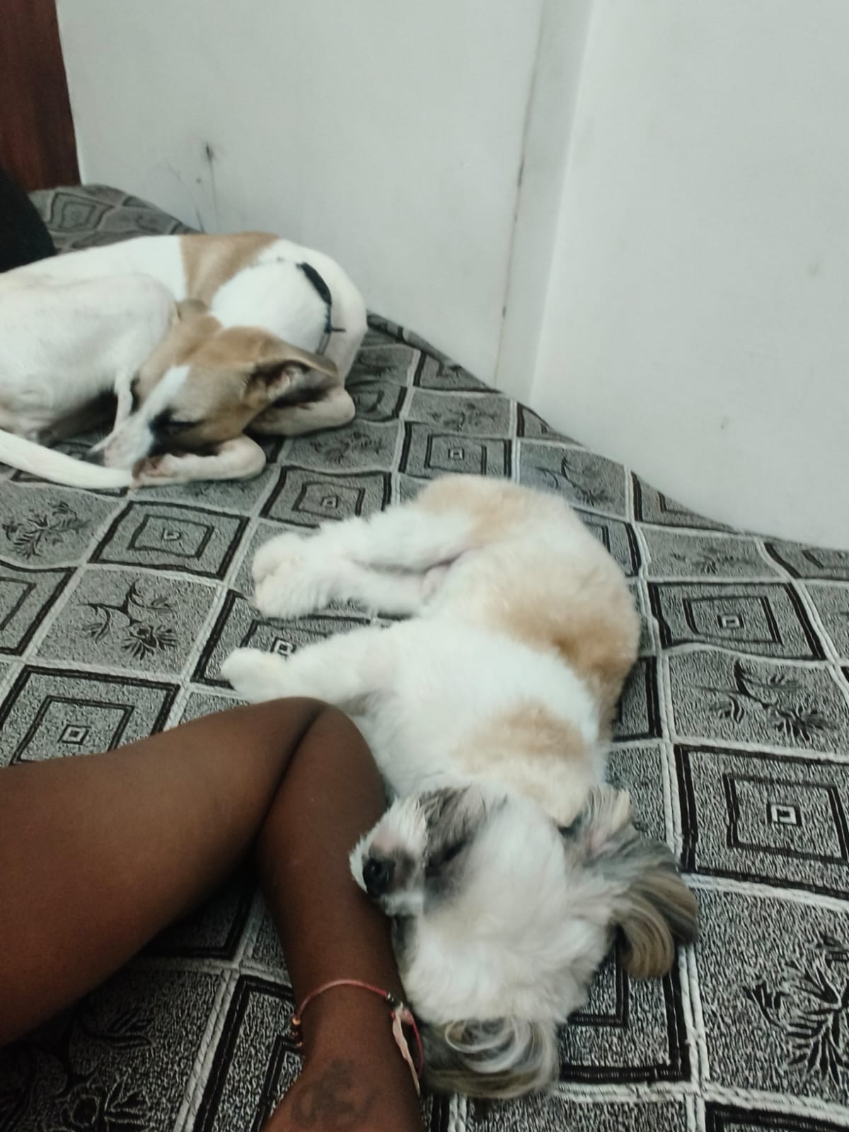 Dogs sleeping peacefully on bed with caregiver
